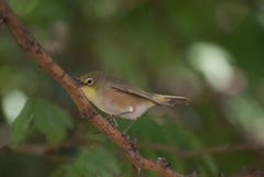 Zosterops pallidus