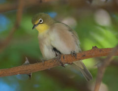 Zosterops pallidus
