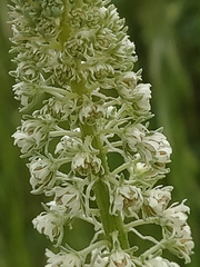 Reseda alba