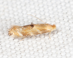 Bucculatrix coronatella