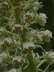 Reseda alba