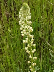 Reseda alba