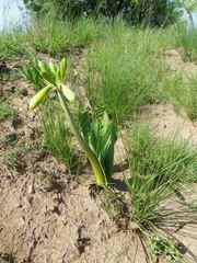 Cyrtanthus obliquus