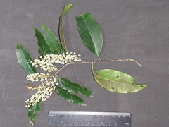 Prunus myrtifolia