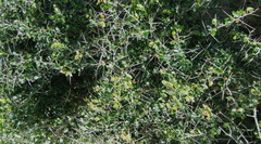 Gymnosporia nemorosa