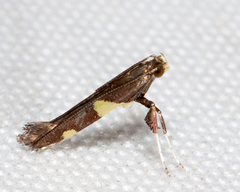 Caloptilia umbratella