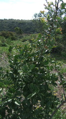 Gymnosporia nemorosa