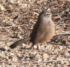 Cercotrichas coryphoeus