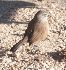 Cercotrichas coryphoeus