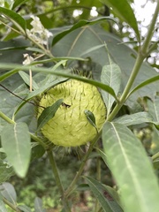 Gomphocarpus physocarpus