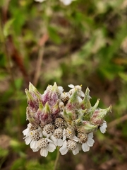 Aceria kiefferi