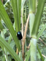 Coleoptera
