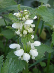 Lamium album