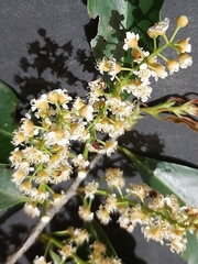 Prunus myrtifolia