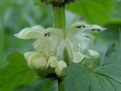 Lamium album