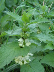 Lamium album