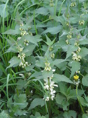 Lamium album