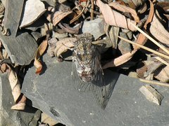 Cicada barbara lusitanica