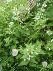 Lamium album