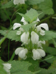 Lamium album