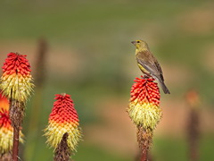 Crithagra symonsi