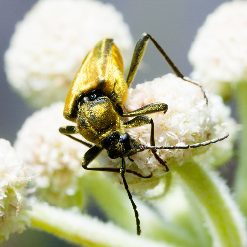 iNaturalist observation photo of Yellow Velvet Beetle