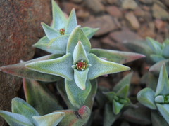 Crassula deltoidea