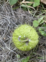 Gomphocarpus physocarpus