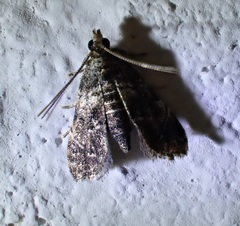 Microphysetica hermeasalis