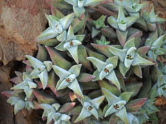 Crassula deltoidea