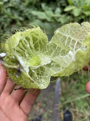 Gomphocarpus physocarpus