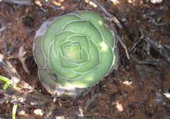 Crassula hemisphaerica