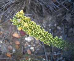 Dolichothrix ericoides