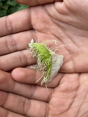 Gomphocarpus physocarpus