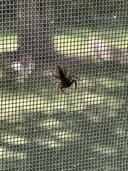 Platycryptus undatus