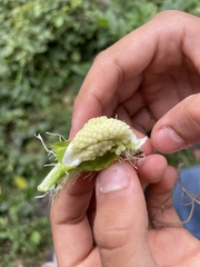 Gomphocarpus physocarpus