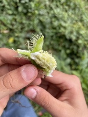 Gomphocarpus physocarpus