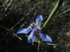 Moraea lugubris