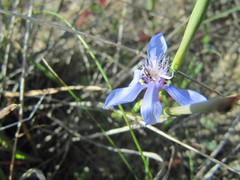 Moraea lugubris