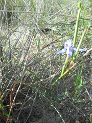 Moraea lugubris