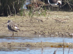 Calidris bairdii