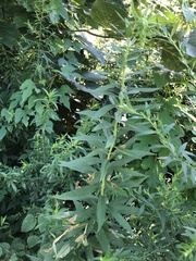 Nemorimyza posticata