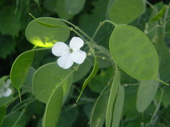 Lunaria