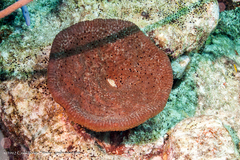 Ircinia campana