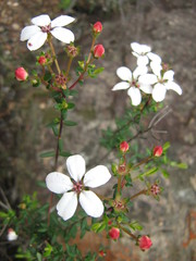 Adenandra marginata
