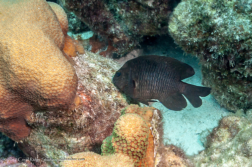 Dusky Damselfish