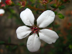 Adenandra marginata