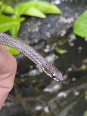 Magliophis