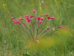Brunsvigia undulata