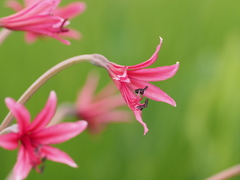 Brunsvigia undulata